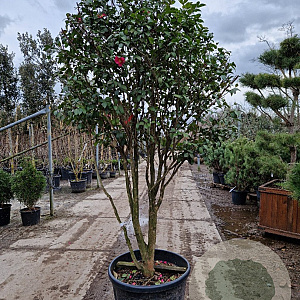 Camellia hiem. 'Kanjiro' 175-200 cm cont. 130L paraplu