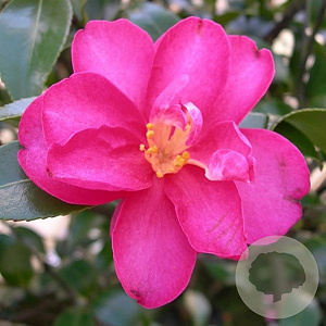 Camellia hiem. 'Kanjiro' 175-200 cm cont. 70L paraplu