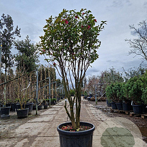 Camellia hiem. 'Kanjiro' 175-200 cm cont. 70L paraplu
