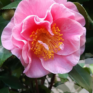 Camellia j. 'California' 175-200 cm container meerstammig