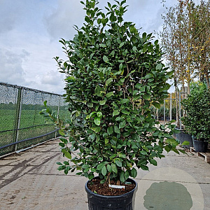 Camellia j. 'California' 175-200 cm container meerstammig