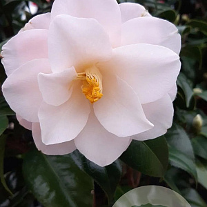 Camellia j. 'Hagoromo' 40-60 cm 10L