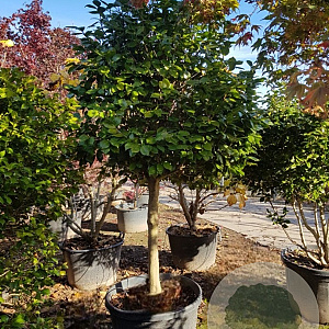 Camellia j. 'Mathotiana' 100 cm stam container 25-30