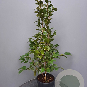 Camellia j. 'Mrs Charles Cobb' 100-125 cm 15L