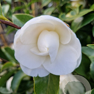 Camellia j. 'Miss Lyla' 125 cm 50L solitair