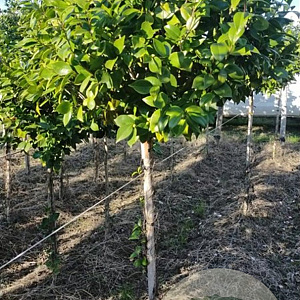 Camellia japonica 120 cm stam 35L kroon 50-60