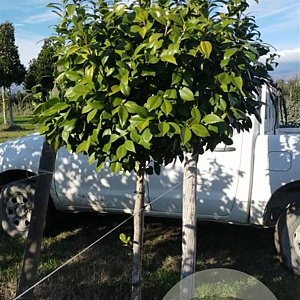Camellia japonica 120 cm stam 35L kroon 50-60