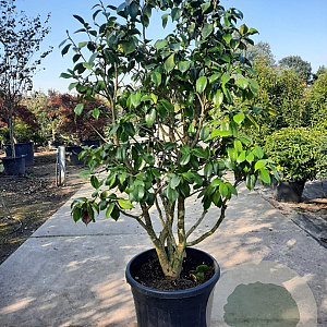 Camellia japonica 125-150 cm container paraplu