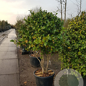 Camellia japonica 125-150 cm container paraplu