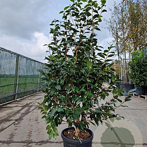 Camellia japonica 125-150 cm container 