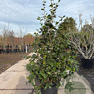 Camellia japonica 150-175 cm cont. 70L