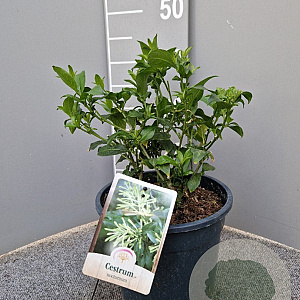 Cestrum nocturnum gm 4,0L