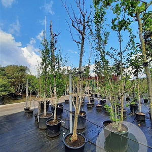 Cercis siliquastrum 200 cm stam container 12-14