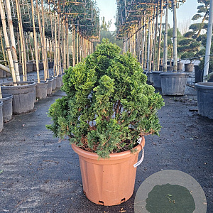 Chamaecyparis o. 'Nana Gracilis' 60-70 cm 30L