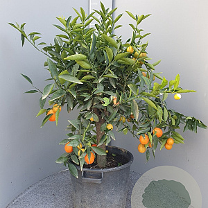 Citrus _x_Fortunella 'Kucle' 100 cm 35L