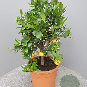 Citrus limetta 'Pursha' 100 cm 10L stam oranje