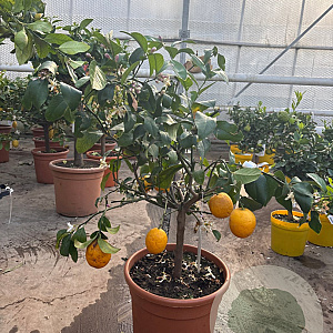 Citrus meyeri 100-110 cm 20L stam