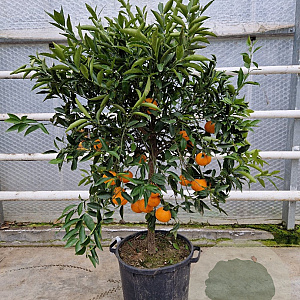 Citrus reticulata 100-110 cm 20L stam