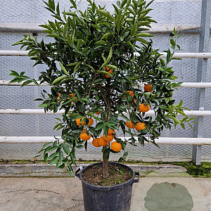 Citrus reticulata 100-110 cm 20L stam