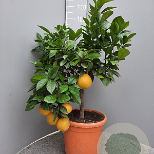 Citrus sinensis 100 cm 10L stam oranje