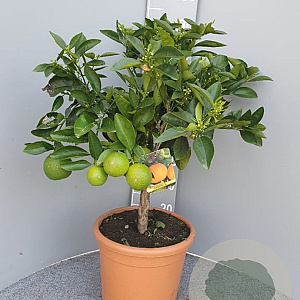 Citrus sinensis 100 cm 10L stam oranje