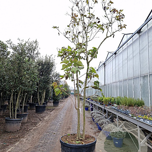 Clerodendrum trichotomum 300-350 cm container meerstammig karakter