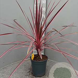 Cordyline Electric Pink gm 4,0L