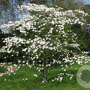 Cornus 'Eddie's White Wonder' 175-200 cm container meerstammig
