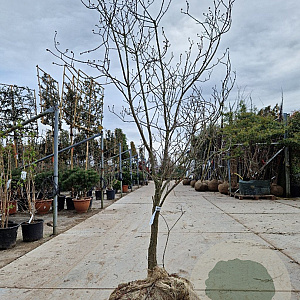 Cornus fl. 'Cherokee Brave' 200-250 cm draadkluit