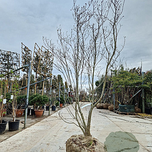 Cornus fl. 'Cherokee Brave' 250-300 cm draadkluit