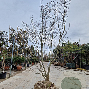 Cornus fl. 'Cherokee Brave' 250-300 cm draadkluit