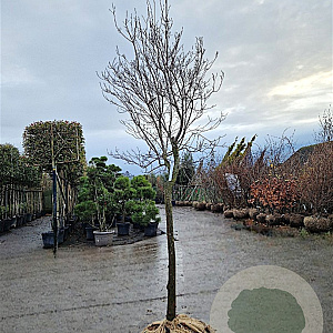 Cornus florida rubra 120 cm stam draadkluit 16-18