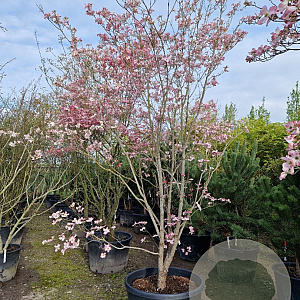 Cornus florida rubra 300-350 cm container solitair
