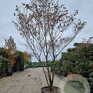 Cornus florida rubra 350-400 cm cont. 230L meerstammig