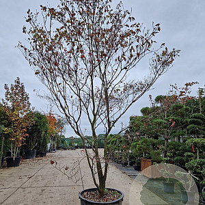Cornus florida rubra 350-400 cm cont. 230L meerstammig