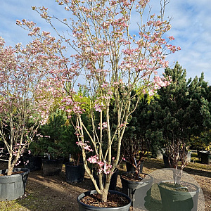 Cornus florida rubra 350-400 cm container meerstammig solitair