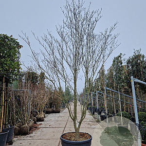 Cornus florida rubra 350-400 cm container extra