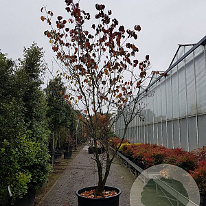 Cornus florida rubra 400-450 cm container