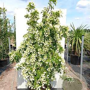 Cornus hongkongensis 200-250 cm draadkluit