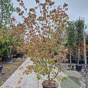 Cornus k. 'China Girl' 175-200 cm container meerstammig