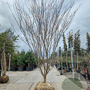 Cornus k. 'Fireworks' 250-300 cm draadkluit meerstammig solitair