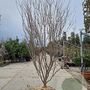 Cornus k. 'Miss Petty' 200-250 cm draadkluit meerstammig 140-160 diameter