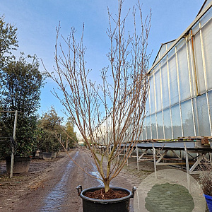 Cornus k. 'Milky Way' 175-200 cm container meerstammig