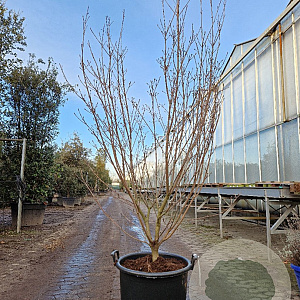 Cornus k. 'Milky Way' 175-200 cm container meerstammig