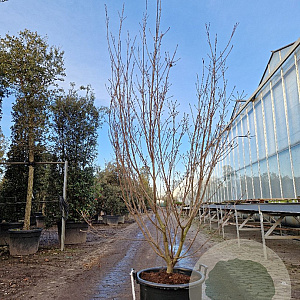 Cornus k. 'Milky Way' 200-250 cm container meerstammig