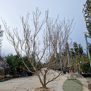 Cornus k. 'Milky Way' 200-250 cm draadkluit meerstammig 140-160 diameter