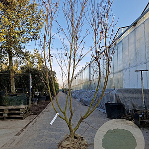 Cornus k. 'Milky Way' 200-250 cm draadkluit meerstammig 140-160 diameter
