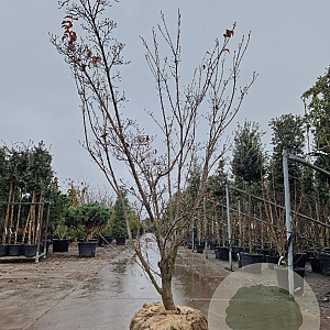 Cornus k. 'Milky Way' 200-250 cm draadkluit solitair