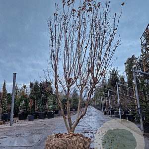 Cornus k. 'Milky Way' 250-300 cm draadkluit meerstammig solitair