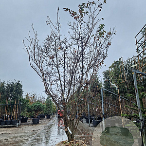 Cornus k. 'Milky Way' 300-350 cm draadkluit solitair 2-3 tak